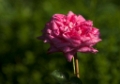 Rosa - Nieborg Rose - 2012-003